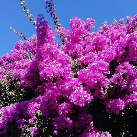 Vila Les Bougainvilliers